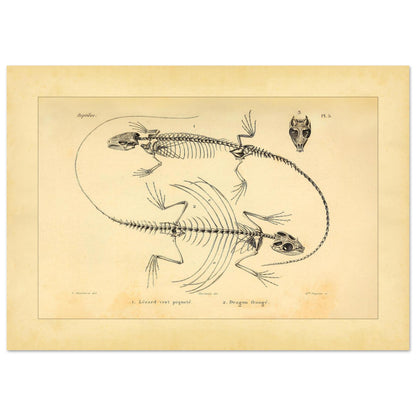 Eidechsen-Skelette: Anatomische Illustration von A.-M.-C. Duméril (42x59,4 cm (A2)). Wissenschaftliche Tafel von Eidechsenskeletten mit einer Smaragdeidechse und einem Gemeinen Flederdrachen sowie dem Schädel des Letzteren.