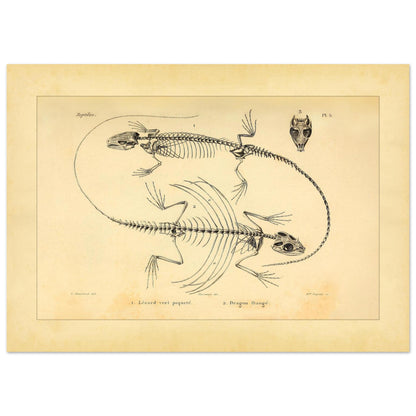 Eidechsen-Skelette: Anatomische Illustration von A.-M.-C. Duméril (50x70 cm). Wissenschaftliche Tafel von Eidechsenskeletten mit einer Smaragdeidechse und einem Gemeinen Flederdrachen sowie dem Schädel des Letzteren.
