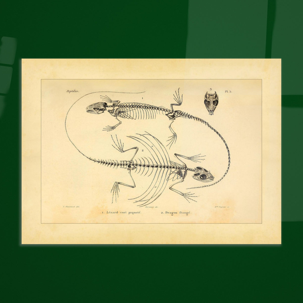 Eidechsen-Skelette: Anatomische Illustration von A.-M.-C. Duméril. Wissenschaftliche Tafel von Eidechsenskeletten mit einer Smaragdeidechse und einem Gemeinen Flederdrachen sowie dem Schädel des Letzteren.