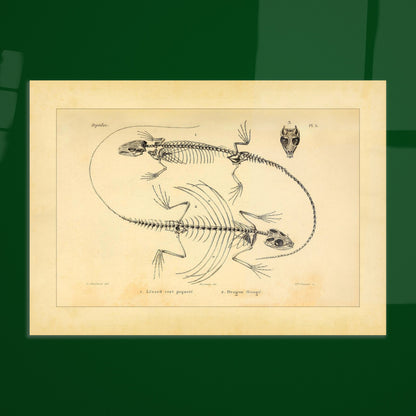 Eidechsen-Skelette: Anatomische Illustration von A.-M.-C. Duméril. Wissenschaftliche Tafel von Eidechsenskeletten mit einer Smaragdeidechse und einem Gemeinen Flederdrachen sowie dem Schädel des Letzteren.