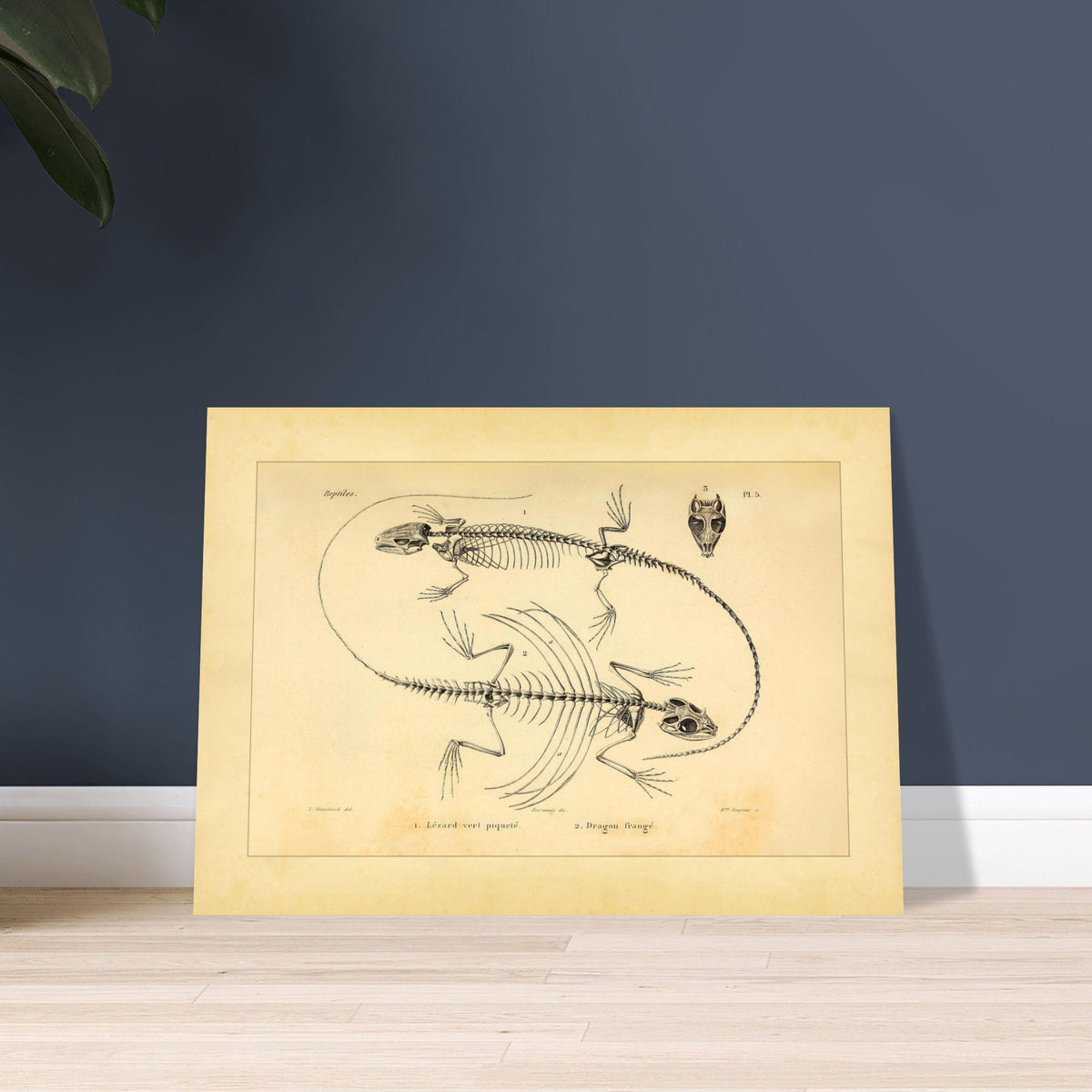 Eidechsen-Skelette: Anatomische Illustration von A.-M.-C. Duméril. Wissenschaftliche Tafel von Eidechsenskeletten mit einer Smaragdeidechse und einem Gemeinen Flederdrachen sowie dem Schädel des Letzteren.
