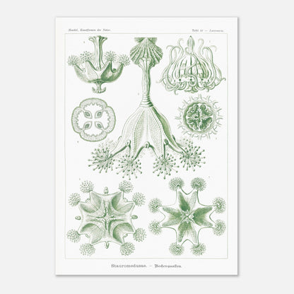 Planche de Stauroméduses (Stauromedusae) par Ernst Haeckel (29,7x42 cm (A3)). Reproduction d'art scientifique du XIXe siècle par Ernst Haeckel, montrant des stauroméduses aux structures complexes et symétriques dans des tons de vert.