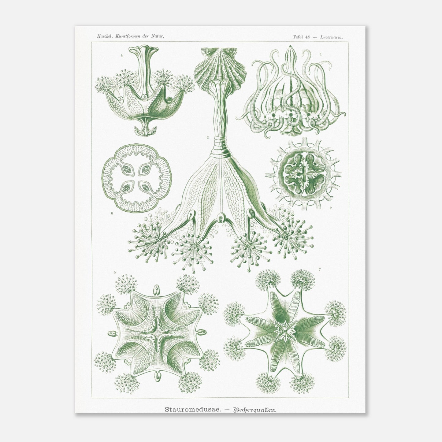 Planche de Stauroméduses (Stauromedusae) par Ernst Haeckel (30x40 cm). Reproduction d'art scientifique du XIXe siècle par Ernst Haeckel, montrant des stauroméduses aux structures complexes et symétriques dans des tons de vert.