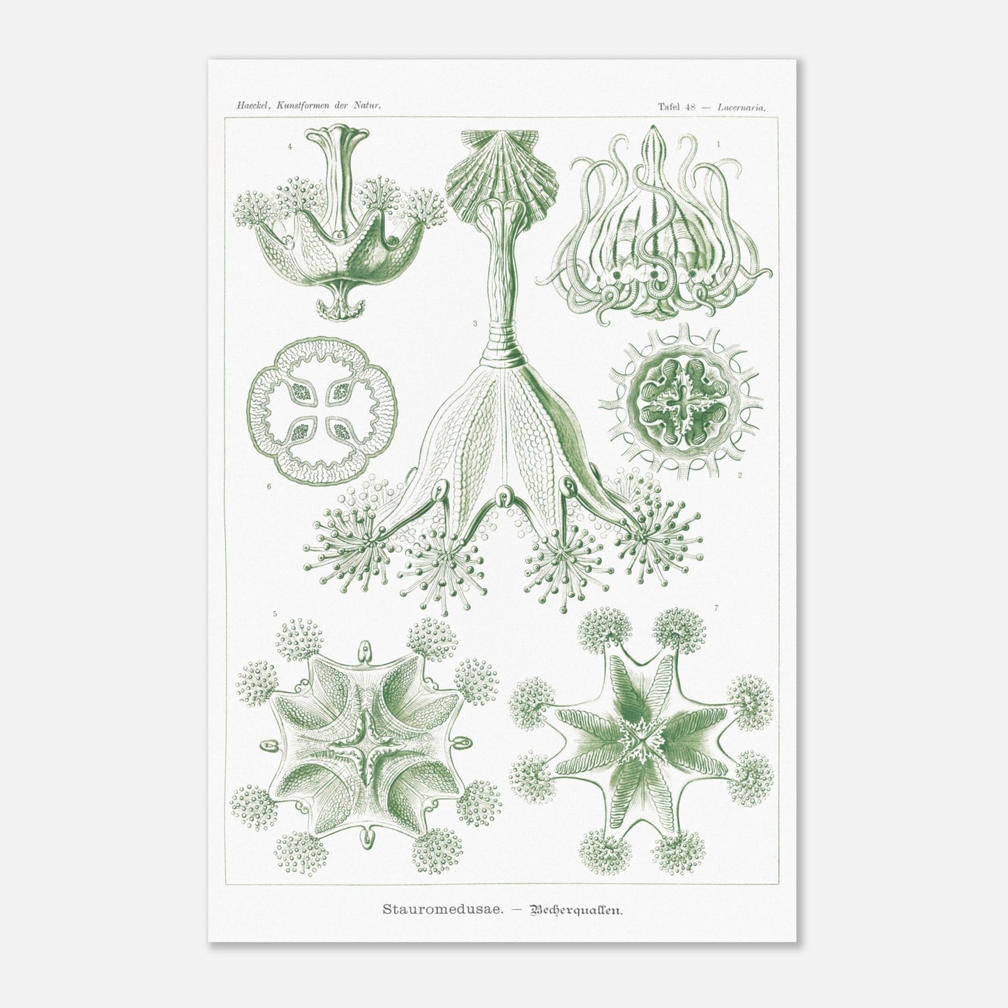 Planche de Stauroméduses (Stauromedusae) par Ernst Haeckel (40x60 cm). Reproduction d'art scientifique du XIXe siècle par Ernst Haeckel, montrant des stauroméduses aux structures complexes et symétriques dans des tons de vert.