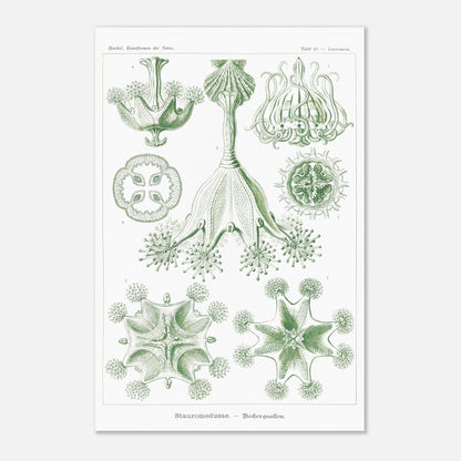 Planche de Stauroméduses (Stauromedusae) par Ernst Haeckel (40x60 cm). Reproduction d'art scientifique du XIXe siècle par Ernst Haeckel, montrant des stauroméduses aux structures complexes et symétriques dans des tons de vert.