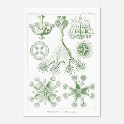 Planche de Stauroméduses (Stauromedusae) par Ernst Haeckel (42x59,4 cm (A2)). Reproduction d'art scientifique du XIXe siècle par Ernst Haeckel, montrant des stauroméduses aux structures complexes et symétriques dans des tons de vert.