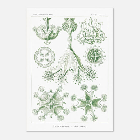 Planche de Stauroméduses (Stauromedusae) par Ernst Haeckel (42x59,4 cm (A2)). Reproduction d'art scientifique du XIXe siècle par Ernst Haeckel, montrant des stauroméduses aux structures complexes et symétriques dans des tons de vert.