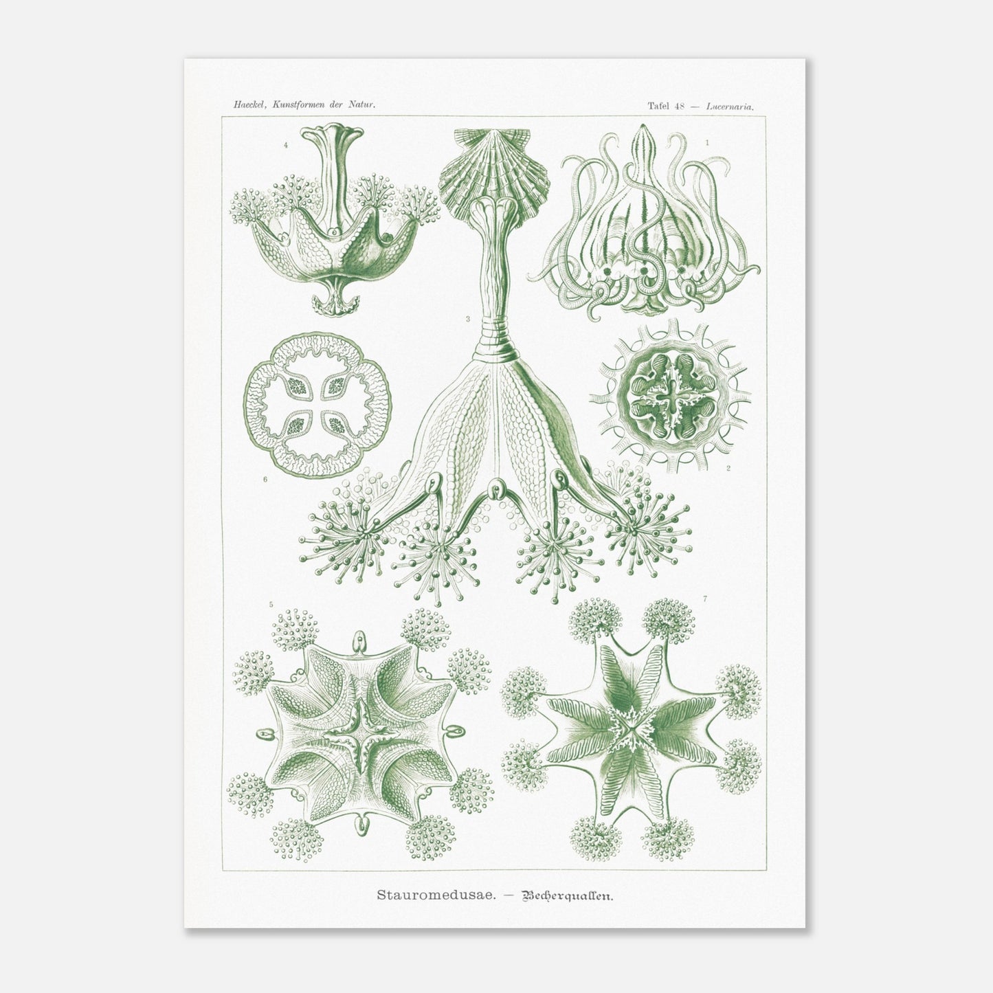 Planche de Stauroméduses (Stauromedusae) par Ernst Haeckel (50x70 cm). Reproduction d'art scientifique du XIXe siècle par Ernst Haeckel, montrant des stauroméduses aux structures complexes et symétriques dans des tons de vert.