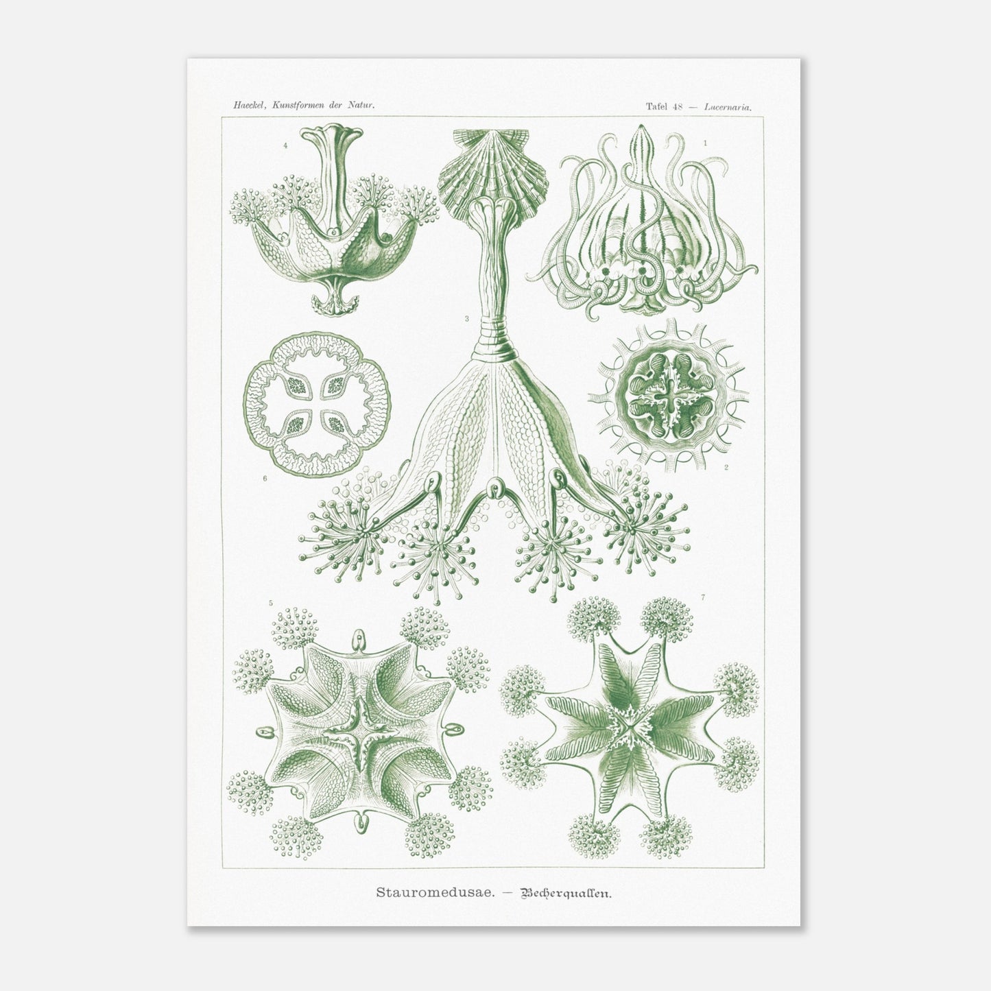 Planche de Stauroméduses (Stauromedusae) par Ernst Haeckel (59,4x84,1 cm (A1)). Reproduction d'art scientifique du XIXe siècle par Ernst Haeckel, montrant des stauroméduses aux structures complexes et symétriques dans des tons de vert.