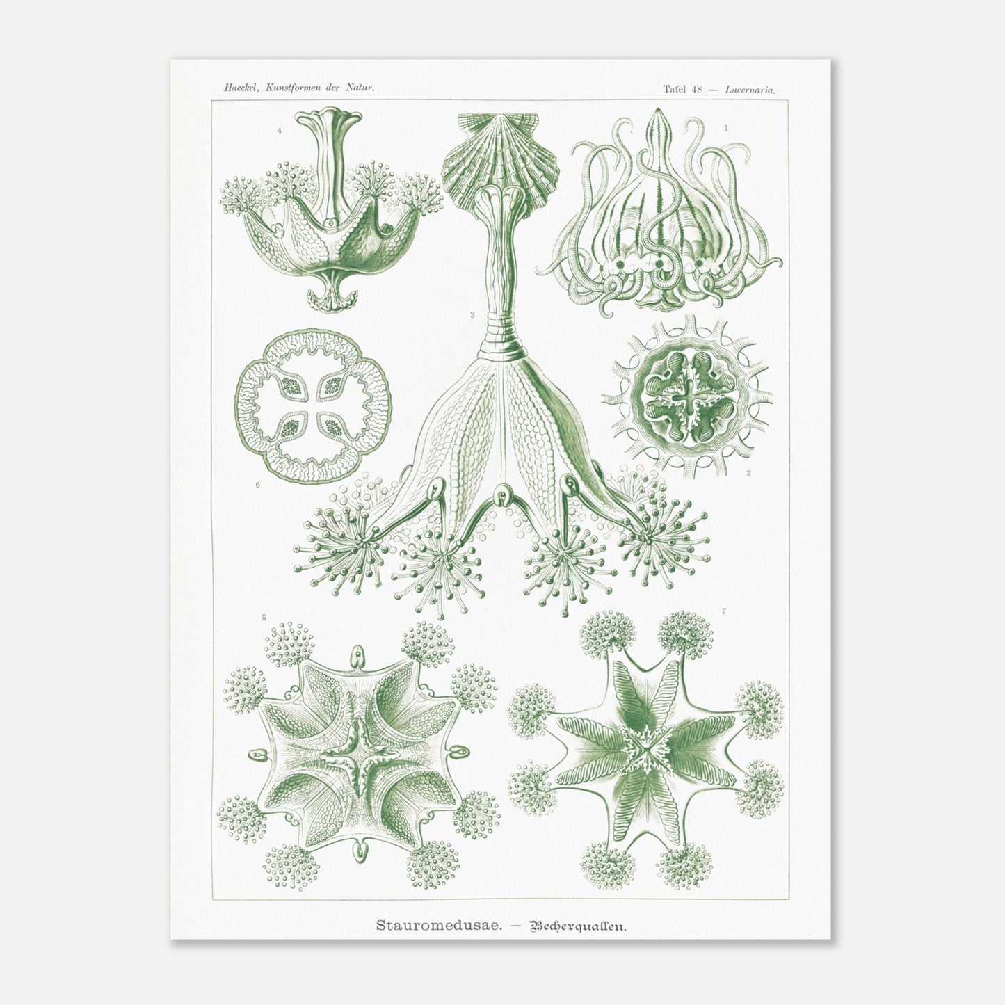 Planche de Stauroméduses (Stauromedusae) par Ernst Haeckel (60x80 cm). Reproduction d'art scientifique du XIXe siècle par Ernst Haeckel, montrant des stauroméduses aux structures complexes et symétriques dans des tons de vert.