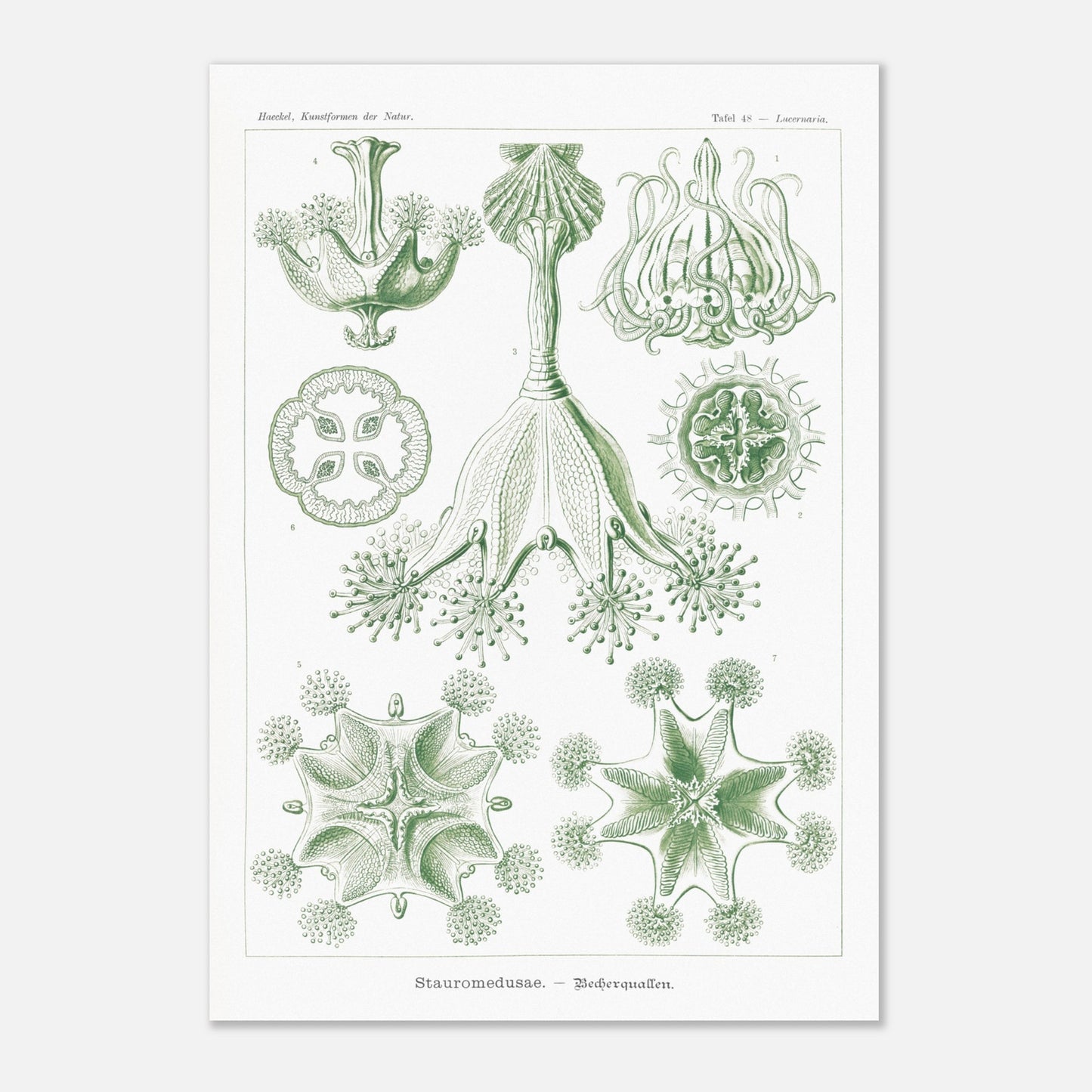 Planche de Stauroméduses (Stauromedusae) par Ernst Haeckel (70x100 cm). Reproduction d'art scientifique du XIXe siècle par Ernst Haeckel, montrant des stauroméduses aux structures complexes et symétriques dans des tons de vert.