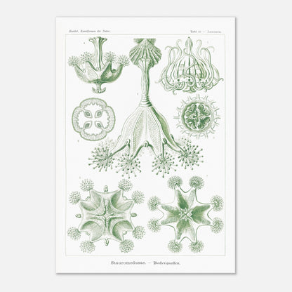 Planche de Stauroméduses (Stauromedusae) par Ernst Haeckel (70x100 cm). Reproduction d'art scientifique du XIXe siècle par Ernst Haeckel, montrant des stauroméduses aux structures complexes et symétriques dans des tons de vert.