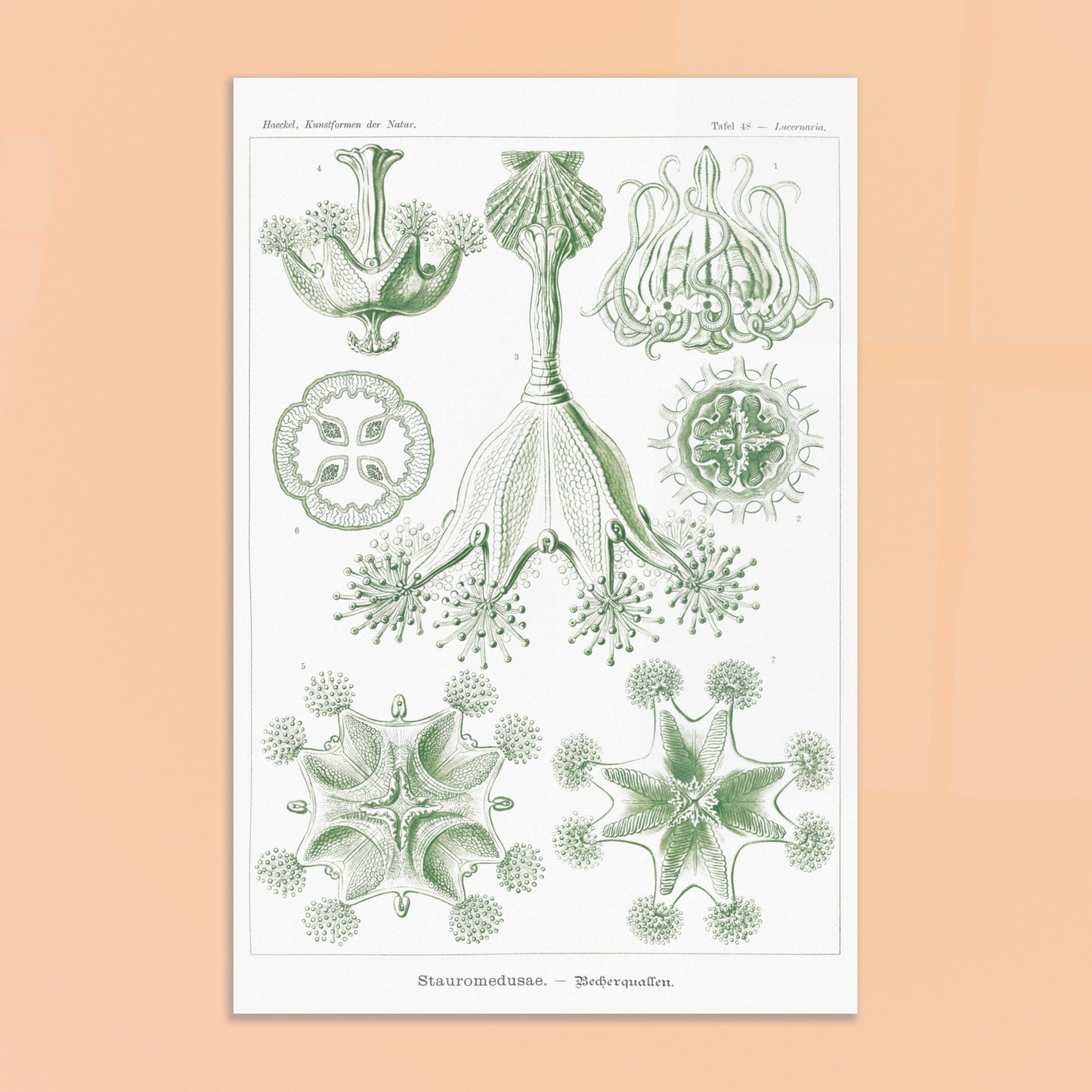 Planche de Stauroméduses (Stauromedusae) par Ernst Haeckel. Reproduction d'art scientifique du XIXe siècle par Ernst Haeckel, montrant des stauroméduses aux structures complexes et symétriques dans des tons de vert. Image d'illustration 8