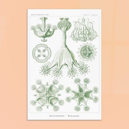 Planche de Stauroméduses (Stauromedusae) par Ernst Haeckel. Reproduction d'art scientifique du XIXe siècle par Ernst Haeckel, montrant des stauroméduses aux structures complexes et symétriques dans des tons de vert. Image d'illustration 8