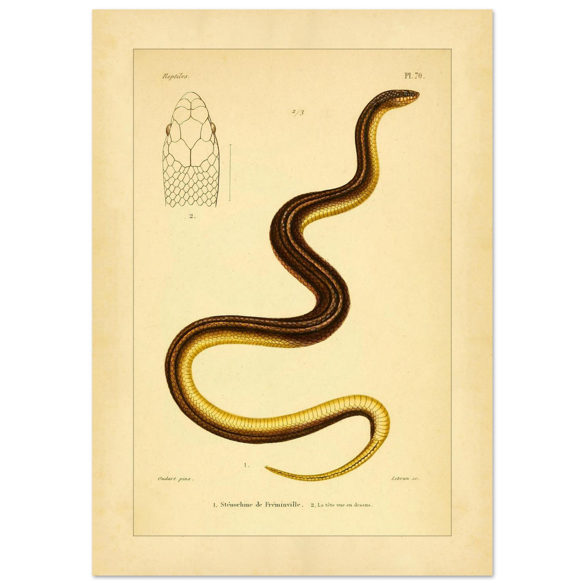 Stenorhina de Freminville: Schlangenillustration von Duméril (21x29,7 cm (A4)). Alte naturkundliche Tafel einer gestreiften Schlange, mit einer Abbildung ihres von oben gesehenen Kopfes.