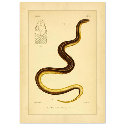 Stenorhina de Freminville: Schlangenillustration von Duméril (21x29,7 cm (A4)). Alte naturkundliche Tafel einer gestreiften Schlange, mit einer Abbildung ihres von oben gesehenen Kopfes.
