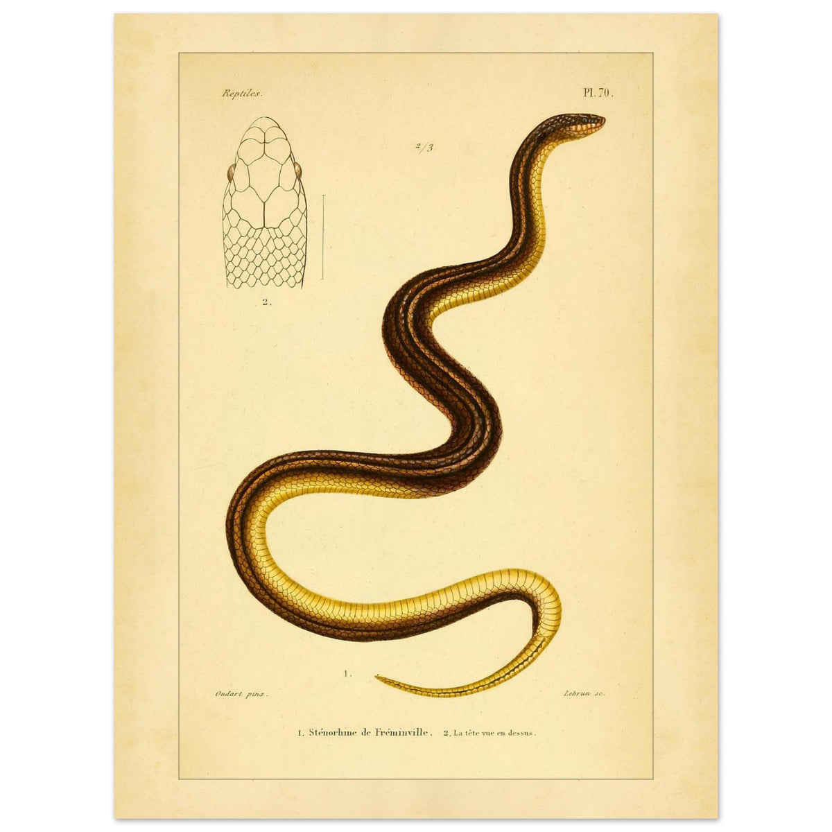 Stenorhina de Freminville: Schlangenillustration von Duméril (30x40 cm). Alte naturkundliche Tafel einer gestreiften Schlange, mit einer Abbildung ihres von oben gesehenen Kopfes.