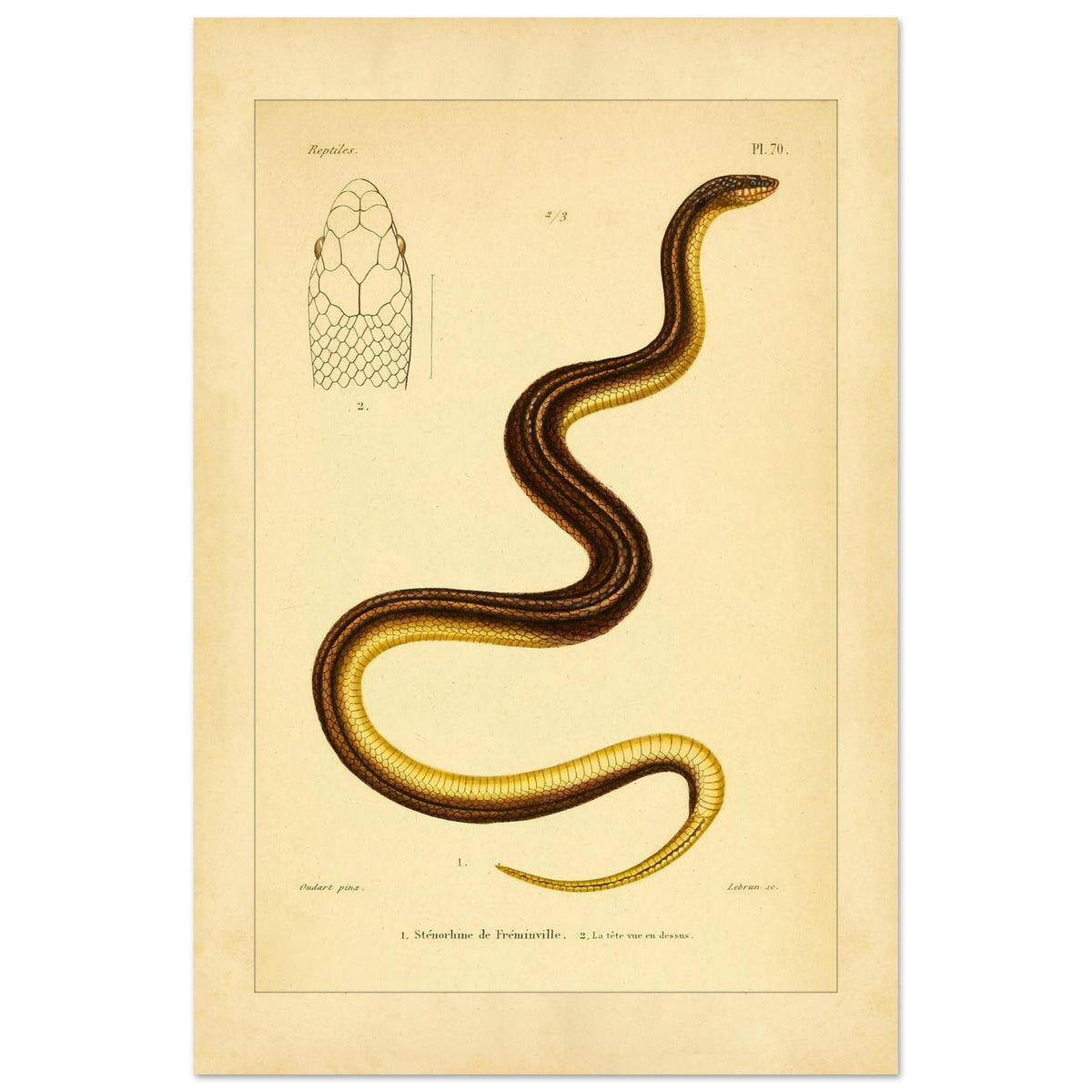 Stenorhina de Freminville: Schlangenillustration von Duméril (40x60 cm). Alte naturkundliche Tafel einer gestreiften Schlange, mit einer Abbildung ihres von oben gesehenen Kopfes.