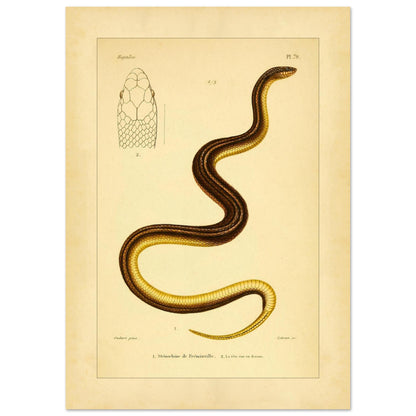Stenorhina de Freminville: Schlangenillustration von Duméril (42x59,4 cm (A2)). Alte naturkundliche Tafel einer gestreiften Schlange, mit einer Abbildung ihres von oben gesehenen Kopfes.