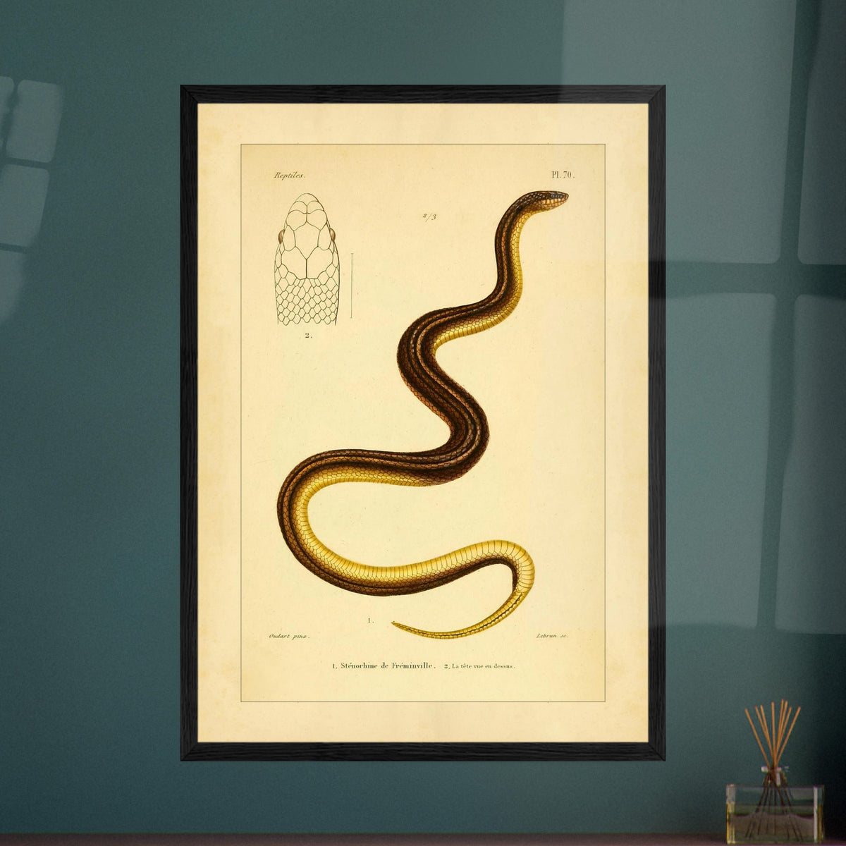 Stenorhina de Freminville: Schlangenillustration von Duméril. Alte naturkundliche Tafel einer gestreiften Schlange, mit einer Abbildung ihres von oben gesehenen Kopfes.