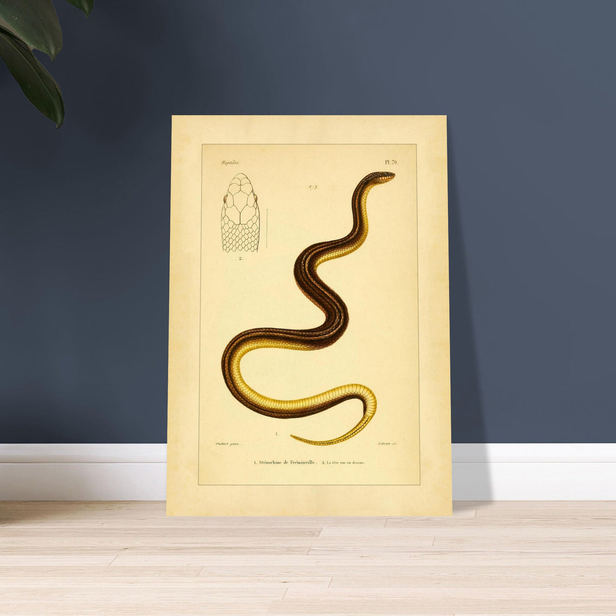 Stenorhina de Freminville: Schlangenillustration von Duméril. Alte naturkundliche Tafel einer gestreiften Schlange, mit einer Abbildung ihres von oben gesehenen Kopfes.