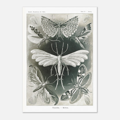 Illustration des Teignes et Lépidoptères par Ernst Haeckel (29,7x42 cm (A3)). Illustration de plusieurs espèces de teignes (moths) avec leurs ailes déployées, détaillant les motifs complexes et la structure de leurs ailes.