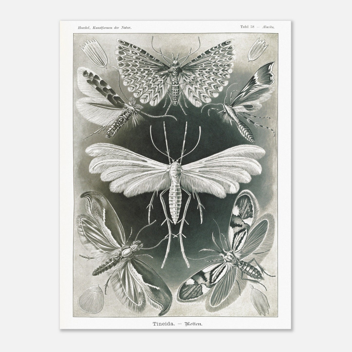 Illustration des Teignes et Lépidoptères par Ernst Haeckel (30x40 cm). Illustration de plusieurs espèces de teignes (moths) avec leurs ailes déployées, détaillant les motifs complexes et la structure de leurs ailes.