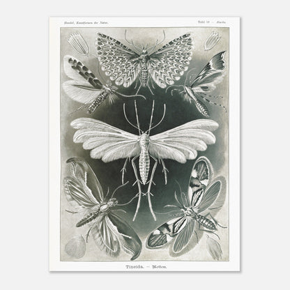 Illustration des Teignes et Lépidoptères par Ernst Haeckel (30x40 cm). Illustration de plusieurs espèces de teignes (moths) avec leurs ailes déployées, détaillant les motifs complexes et la structure de leurs ailes.