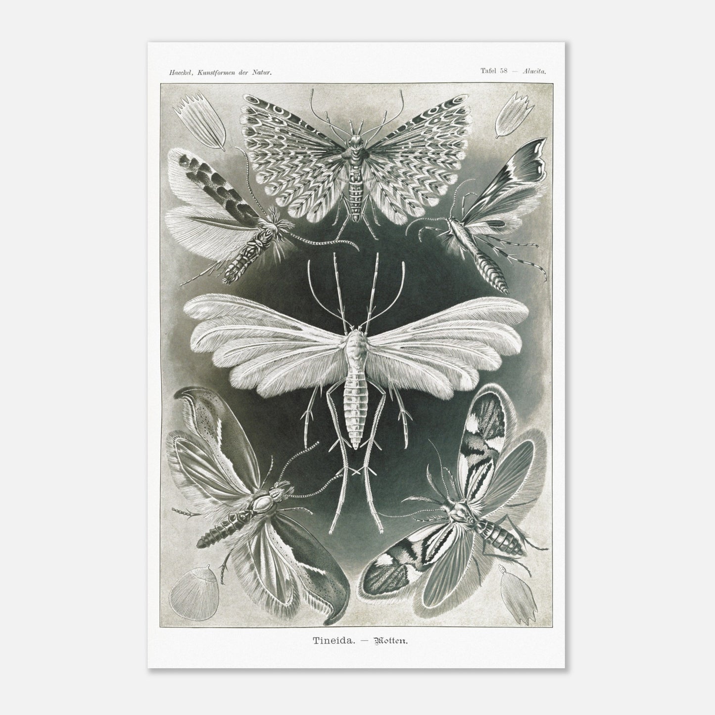 Illustration des Teignes et Lépidoptères par Ernst Haeckel (40x60 cm). Illustration de plusieurs espèces de teignes (moths) avec leurs ailes déployées, détaillant les motifs complexes et la structure de leurs ailes.