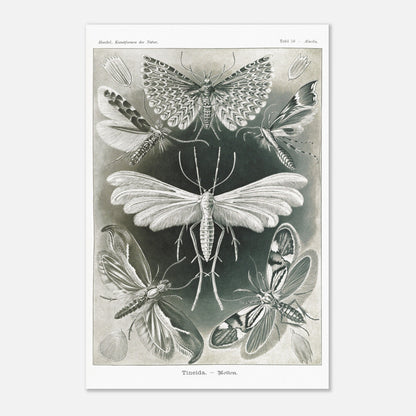 Illustration des Teignes et Lépidoptères par Ernst Haeckel (40x60 cm). Illustration de plusieurs espèces de teignes (moths) avec leurs ailes déployées, détaillant les motifs complexes et la structure de leurs ailes.