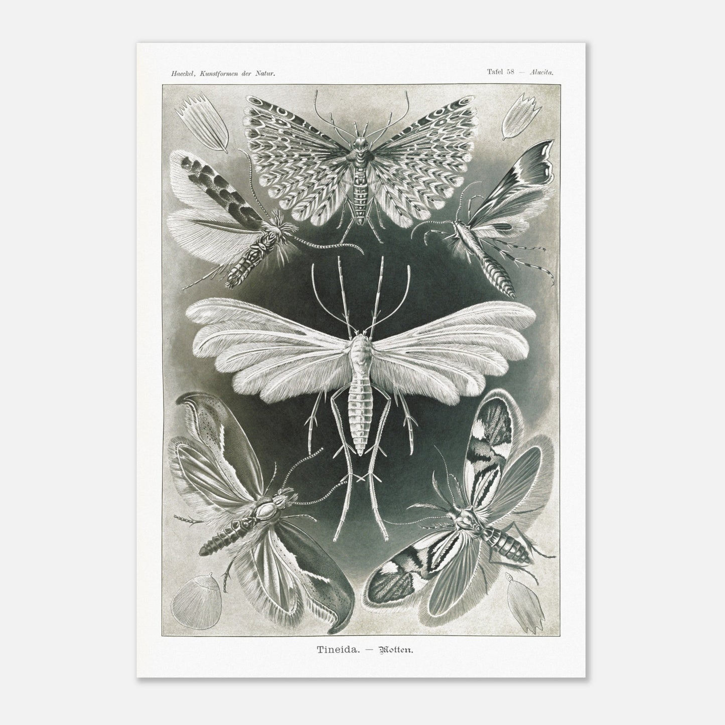 Illustration des Teignes et Lépidoptères par Ernst Haeckel (42x59,4 cm (A2)). Illustration de plusieurs espèces de teignes (moths) avec leurs ailes déployées, détaillant les motifs complexes et la structure de leurs ailes.