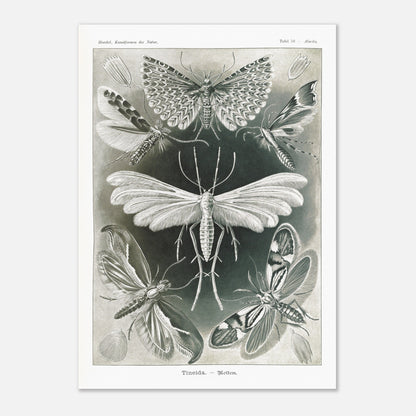 Illustration des Teignes et Lépidoptères par Ernst Haeckel (42x59,4 cm (A2)). Illustration de plusieurs espèces de teignes (moths) avec leurs ailes déployées, détaillant les motifs complexes et la structure de leurs ailes.