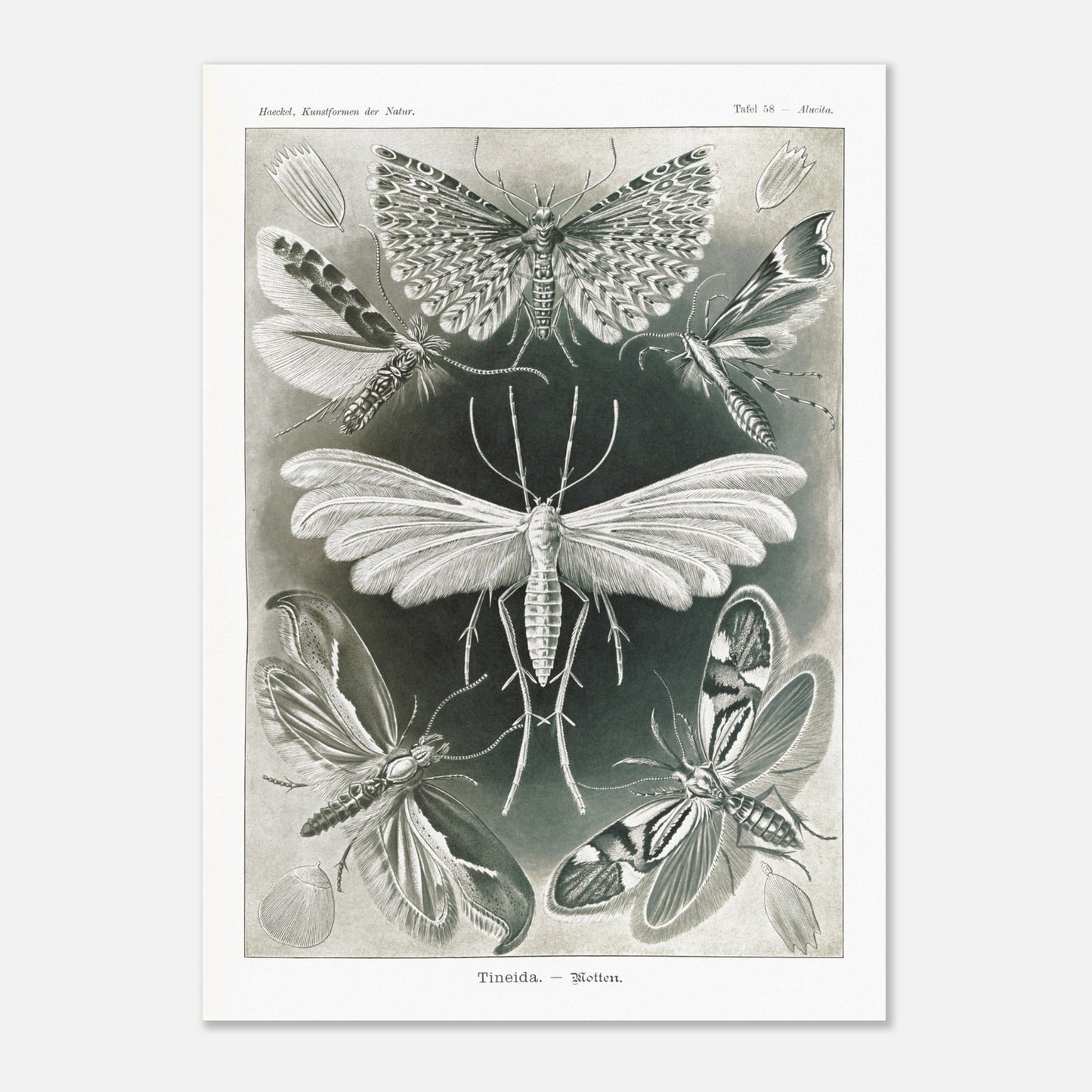 Illustration des Teignes et Lépidoptères par Ernst Haeckel (50x70 cm). Illustration de plusieurs espèces de teignes (moths) avec leurs ailes déployées, détaillant les motifs complexes et la structure de leurs ailes.
