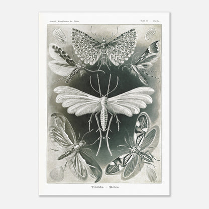 Illustration des Teignes et Lépidoptères par Ernst Haeckel (50x70 cm). Illustration de plusieurs espèces de teignes (moths) avec leurs ailes déployées, détaillant les motifs complexes et la structure de leurs ailes.
