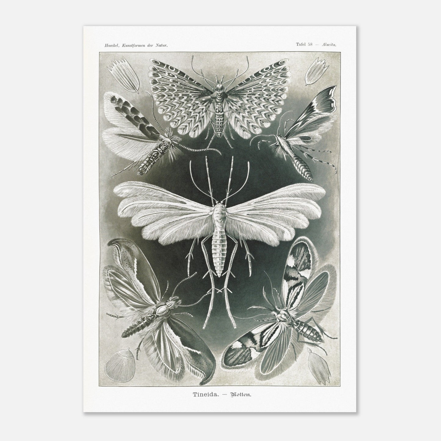 Illustration des Teignes et Lépidoptères par Ernst Haeckel (59,4x84,1 cm (A1)). Illustration de plusieurs espèces de teignes (moths) avec leurs ailes déployées, détaillant les motifs complexes et la structure de leurs ailes.