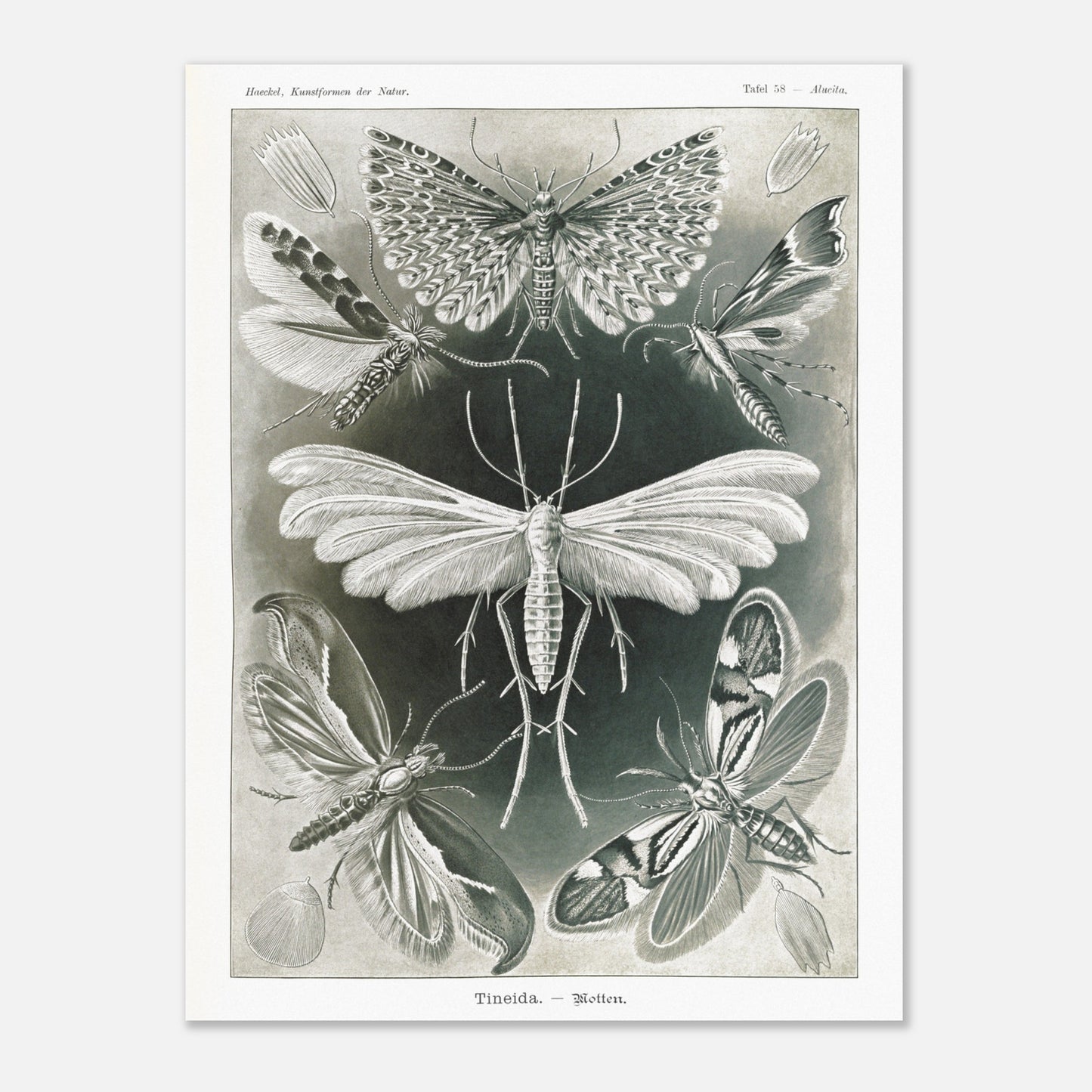 Illustration des Teignes et Lépidoptères par Ernst Haeckel (60x80 cm). Illustration de plusieurs espèces de teignes (moths) avec leurs ailes déployées, détaillant les motifs complexes et la structure de leurs ailes.