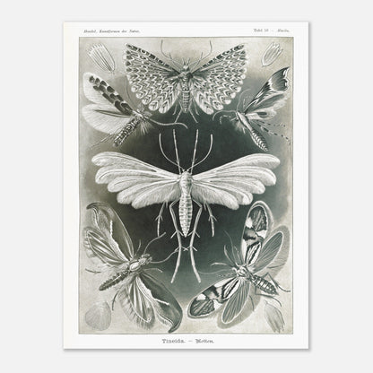 Illustration des Teignes et Lépidoptères par Ernst Haeckel (60x80 cm). Illustration de plusieurs espèces de teignes (moths) avec leurs ailes déployées, détaillant les motifs complexes et la structure de leurs ailes.