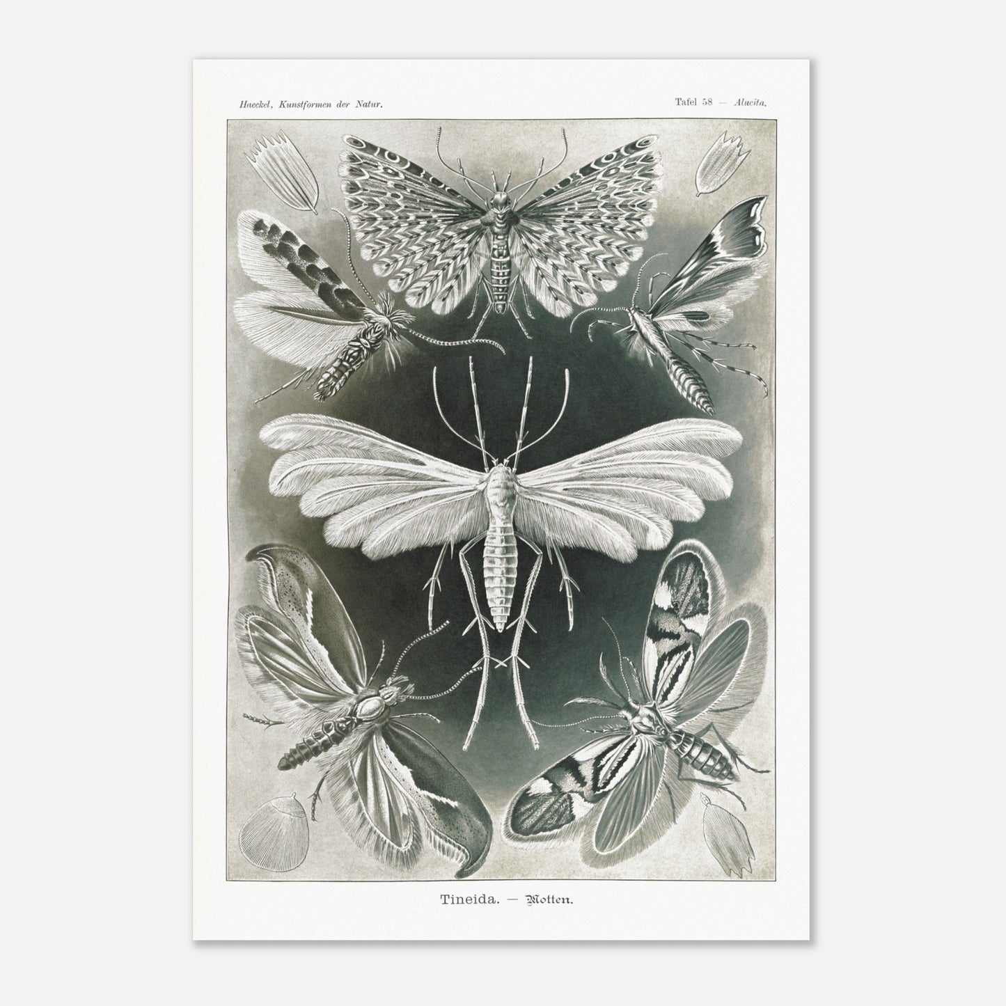 Illustration des Teignes et Lépidoptères par Ernst Haeckel (70x100 cm). Illustration de plusieurs espèces de teignes (moths) avec leurs ailes déployées, détaillant les motifs complexes et la structure de leurs ailes.