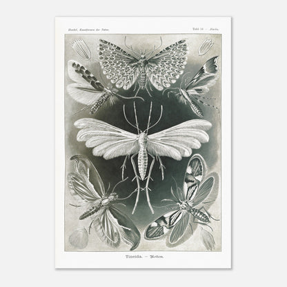 Illustration des Teignes et Lépidoptères par Ernst Haeckel (70x100 cm). Illustration de plusieurs espèces de teignes (moths) avec leurs ailes déployées, détaillant les motifs complexes et la structure de leurs ailes.