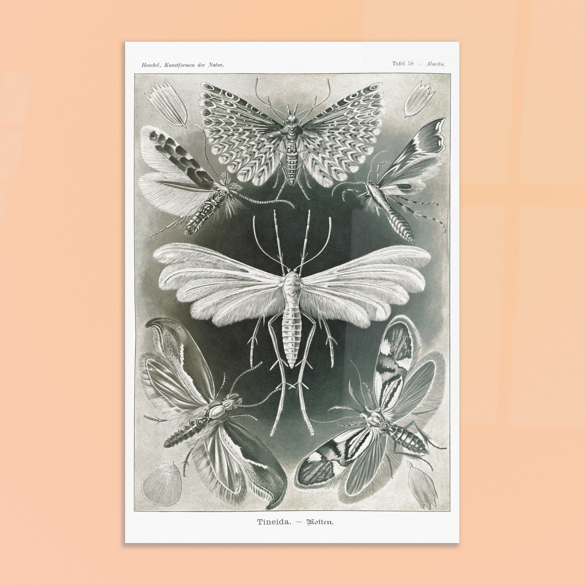 Illustration des Teignes et Lépidoptères par Ernst Haeckel. Illustration de plusieurs espèces de teignes (moths) avec leurs ailes déployées, détaillant les motifs complexes et la structure de leurs ailes. Image d'illustration 8