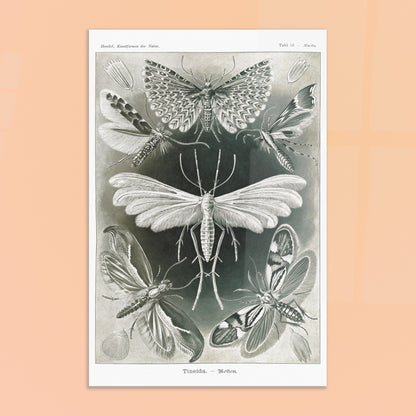Illustration des Teignes et Lépidoptères par Ernst Haeckel. Illustration de plusieurs espèces de teignes (moths) avec leurs ailes déployées, détaillant les motifs complexes et la structure de leurs ailes. Image d'illustration 8