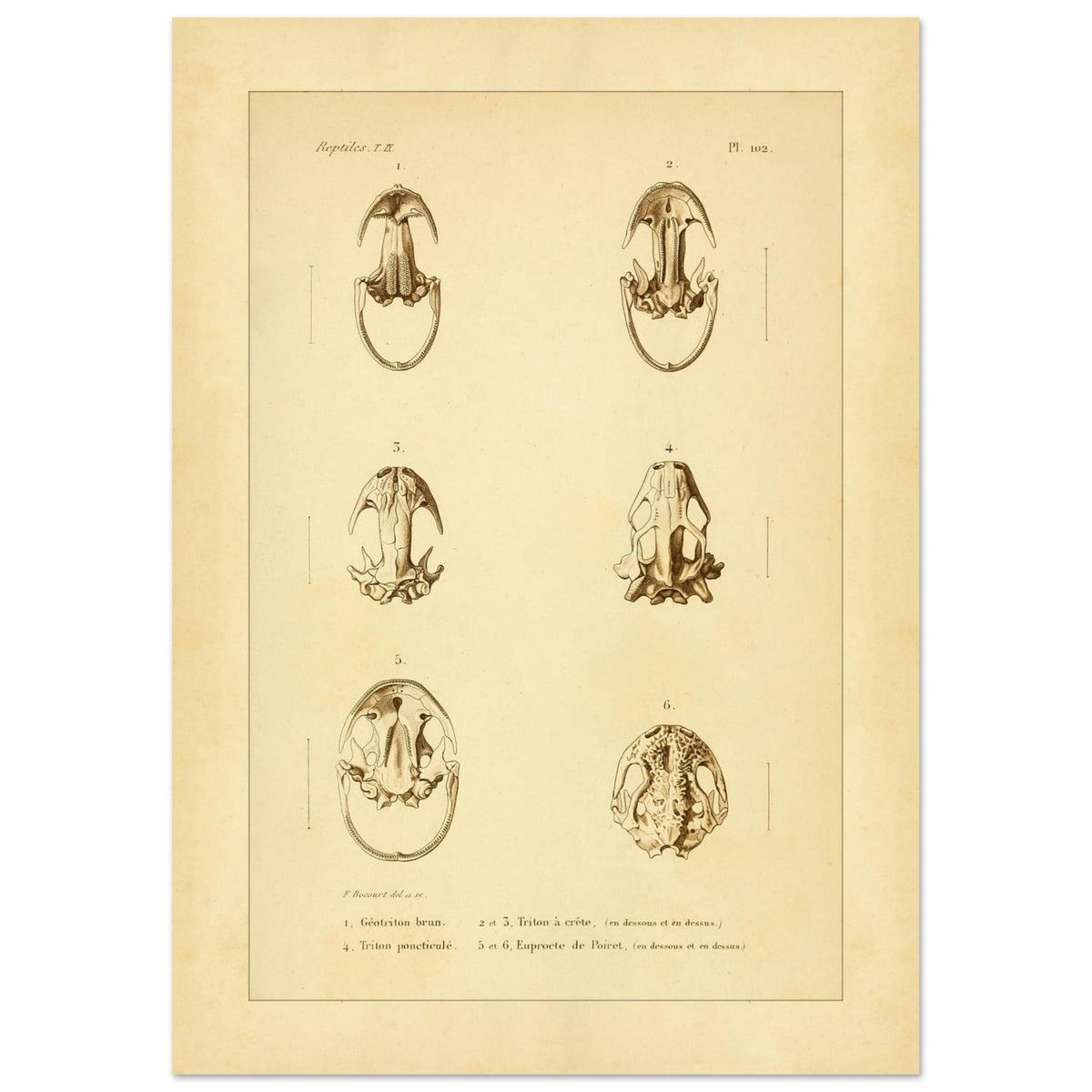 Urodelen-Amphibienköpfe: Reproduktion einer antiken anatomischen Tafel (21x29,7 cm (A4)). Alte anatomische Tafel von Köpfen urodelenartiger Amphibien mit sechs nummerierten Abbildungen.