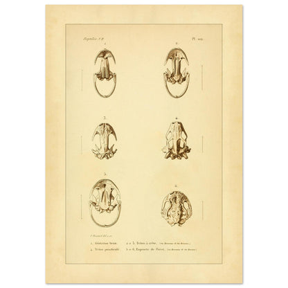 Urodelen-Amphibienköpfe: Reproduktion einer antiken anatomischen Tafel (21x29,7 cm (A4)). Alte anatomische Tafel von Köpfen urodelenartiger Amphibien mit sechs nummerierten Abbildungen.