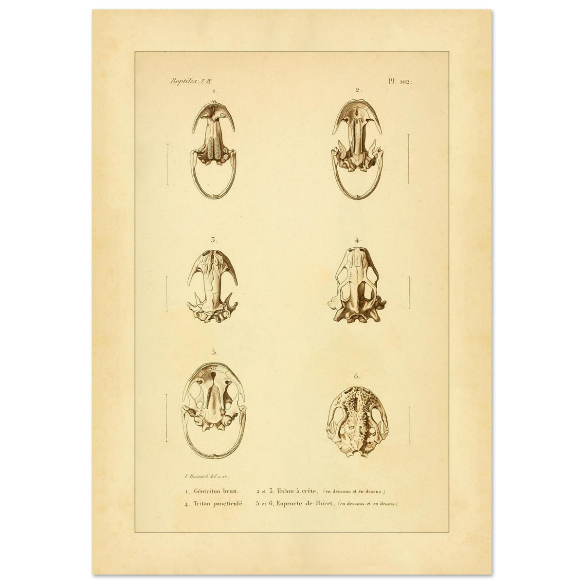 Urodelen-Amphibienköpfe: Reproduktion einer antiken anatomischen Tafel (29,7x42 cm (A3)). Alte anatomische Tafel von Köpfen urodelenartiger Amphibien mit sechs nummerierten Abbildungen.