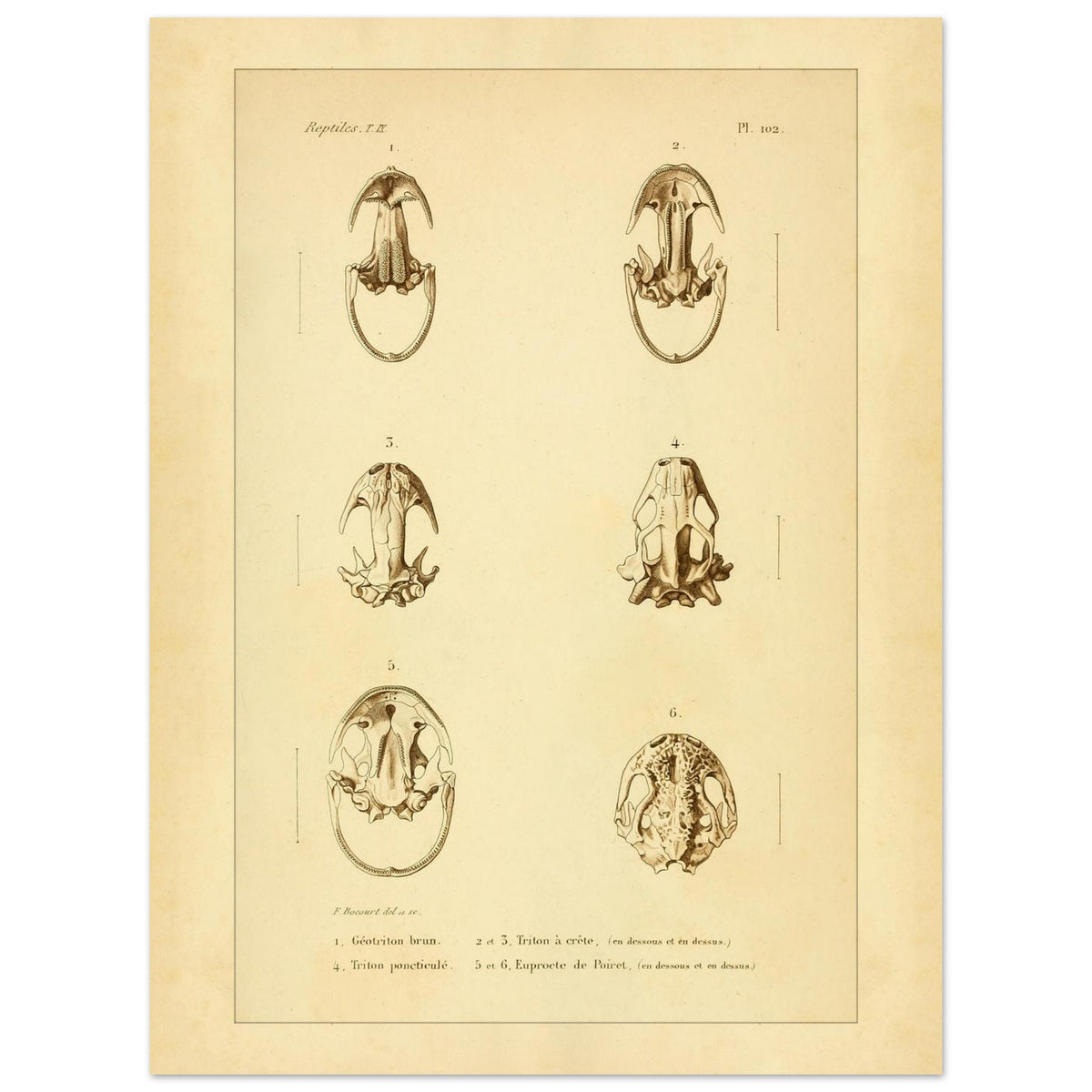 Urodelen-Amphibienköpfe: Reproduktion einer antiken anatomischen Tafel (30x40 cm). Alte anatomische Tafel von Köpfen urodelenartiger Amphibien mit sechs nummerierten Abbildungen.