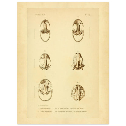 Urodelen-Amphibienköpfe: Reproduktion einer antiken anatomischen Tafel (30x40 cm). Alte anatomische Tafel von Köpfen urodelenartiger Amphibien mit sechs nummerierten Abbildungen.