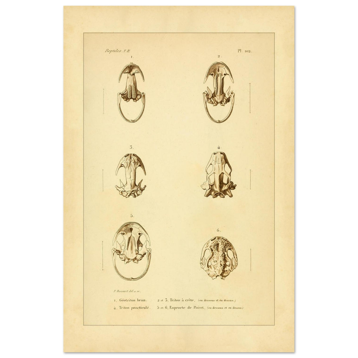 Urodelen-Amphibienköpfe: Reproduktion einer antiken anatomischen Tafel (40x60 cm). Alte anatomische Tafel von Köpfen urodelenartiger Amphibien mit sechs nummerierten Abbildungen.