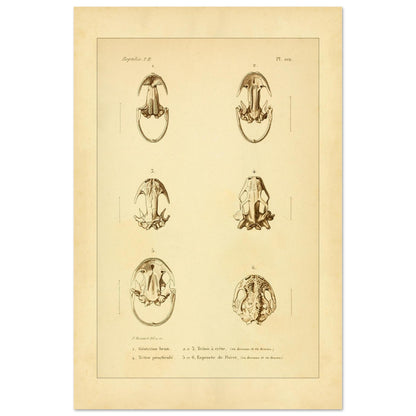 Urodelen-Amphibienköpfe: Reproduktion einer antiken anatomischen Tafel (40x60 cm). Alte anatomische Tafel von Köpfen urodelenartiger Amphibien mit sechs nummerierten Abbildungen.