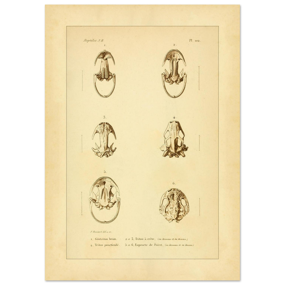Urodelen-Amphibienköpfe: Reproduktion einer antiken anatomischen Tafel (42x59,4 cm (A2)). Alte anatomische Tafel von Köpfen urodelenartiger Amphibien mit sechs nummerierten Abbildungen.
