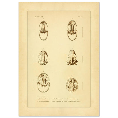 Urodelen-Amphibienköpfe: Reproduktion einer antiken anatomischen Tafel (42x59,4 cm (A2)). Alte anatomische Tafel von Köpfen urodelenartiger Amphibien mit sechs nummerierten Abbildungen.
